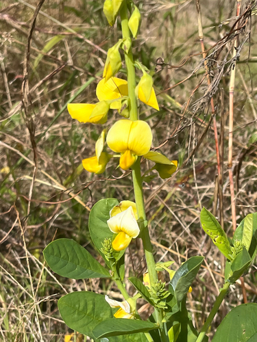 Crotalaria spectabilis observed 2026-10-25
