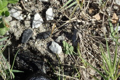 Epirinus flagellatus