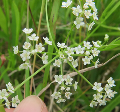 Limnosciadium pumilum