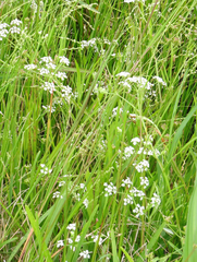 Limnosciadium pumilum