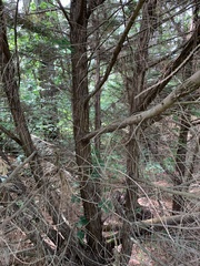 Cupressus × leylandii