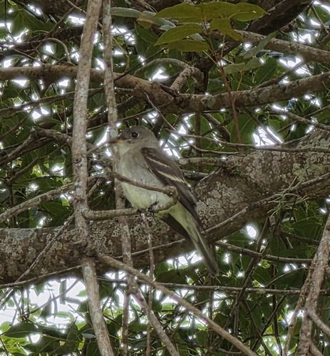 Contopus virens, 2026-10-25
