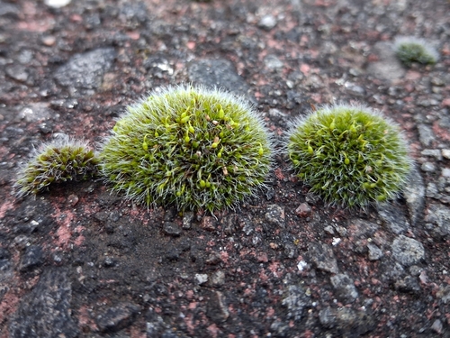 Grimmia observed 2026-10-25