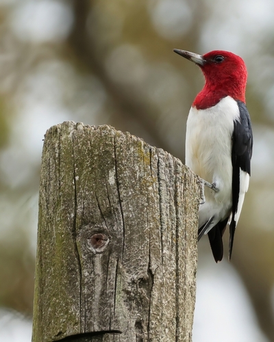 Melanerpes erythrocephalus, 2026-10-25