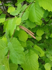 Corylus avellana