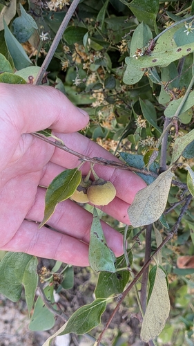 Styrax observed 2026-10-25