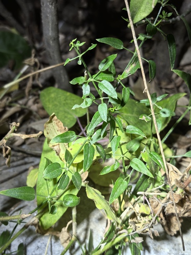 Rubia cordifolia observed 2026-10-25