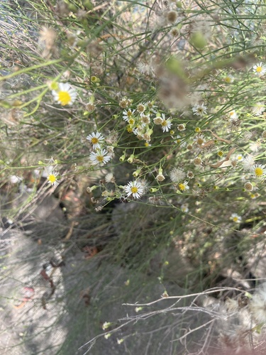 Spiny Chloracantha