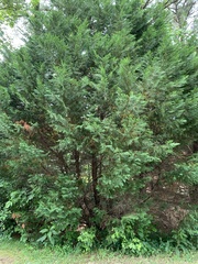 Cupressus × leylandii