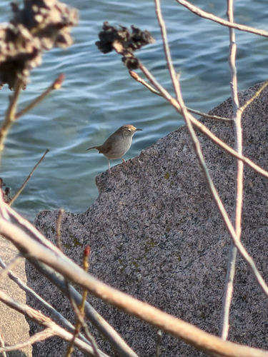 Northern House Wren