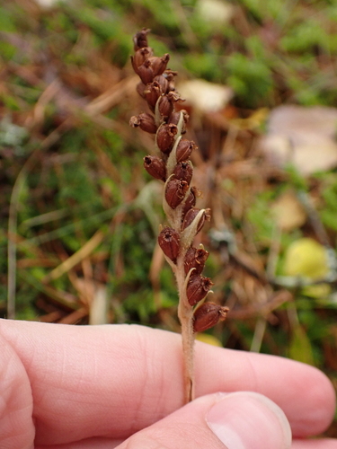 Goodyera repens, 2026-10-25