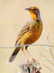 Macronyx capensis capensis