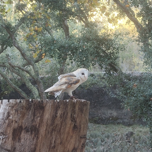 Western Barn Owl
