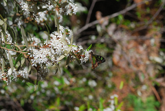Graphium macleayanus moggana