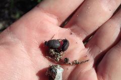 Epirinus flagellatus