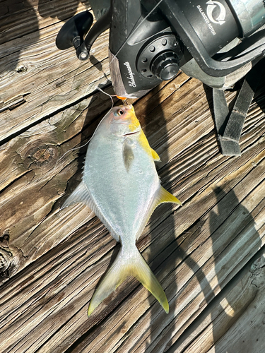 Trachinotus observed 2026-10-25