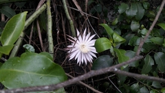 Selenicereus spinulosus