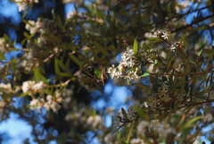 Graphium macleayanus moggana