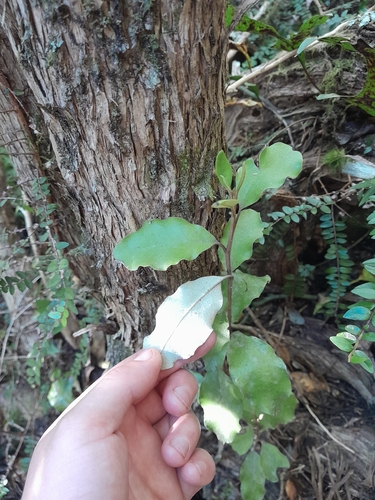 Olearia paniculata observed 2026-10-24