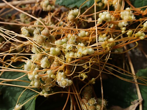 Cuscuta pentagona observed 2026-10-25
