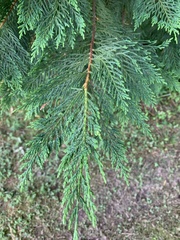 Cupressus × leylandii