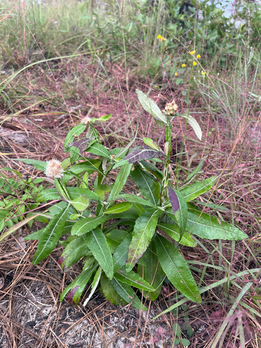Pterocaulon pycnostachyum, 2026-10-25