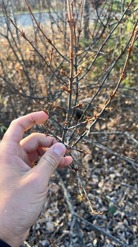 Shepherdia canadensis observed 2026-10-25