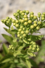 Pentanema germanicum