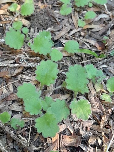Lagenophora pinnatifida, 2026-10-24