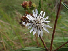 Wedelia cardenasii