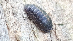 Armadillidium opacum