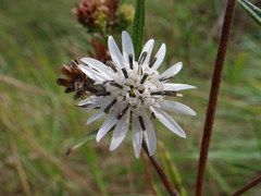 Wedelia cardenasii