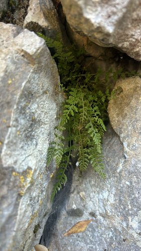 Asplenium fontanum, 2026-10-21