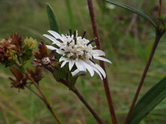 Wedelia cardenasii