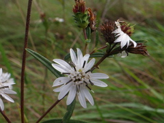 Wedelia cardenasii
