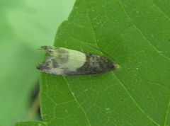 Notocelia cynosbatella