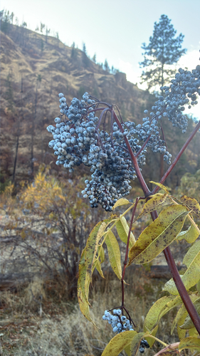 Sambucus mexicana observed 2026-10-23