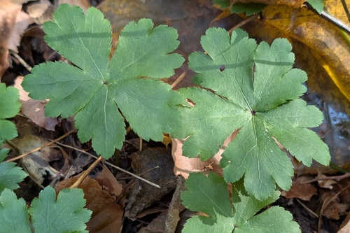 Sanicula europaea observed 2026-10-25