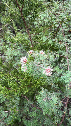 pink mimosa