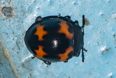 Beccariola brevicornis