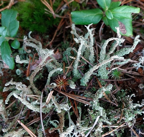 Cladonia squamosa observed 2026-10-25