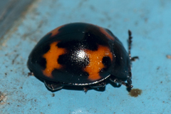 Beccariola brevicornis