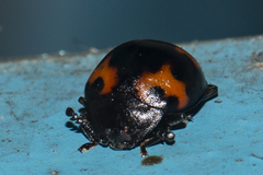 Beccariola brevicornis