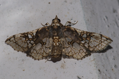 Omphisa