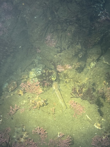 Coryphopterus observed 2026-10-24