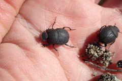 Epirinus flagellatus