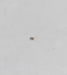 Ornithonyssus sylviarum