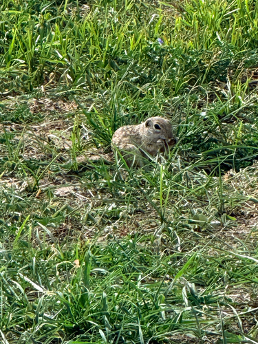 Spotted Ground Squirrel