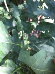 Mangora acalypha