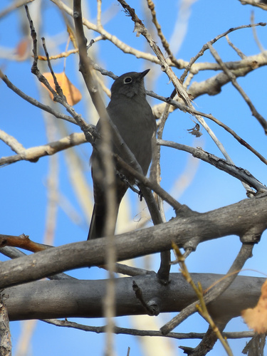 Townsend's Solitaire